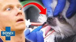 4+ Hours of Full Episodes 🐾 Vet On The Hill The Entire Season 3 Part 2 | Bondi Vet Compilation