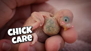 caring for newborn baby budgies