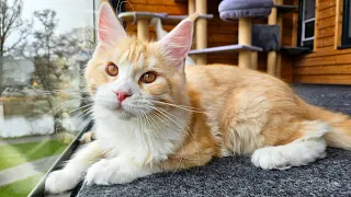 Maine Coon Kitten Ada - 5 Months Old!