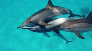 dolphin house sataya reef 4k60fps