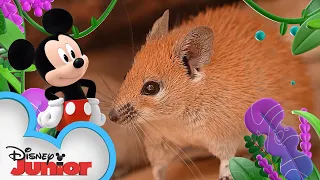 Desert | Disney Animals | Mickey Mouse Funhouse | @disneyjunior