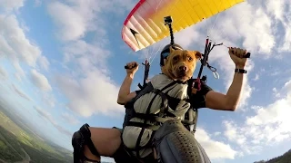 GoPro: Dog Sophie Glides Down a Hawaiian Mountain