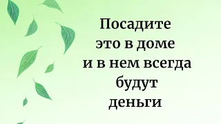 Посадите это в доме и в нем всегда будут деньги.