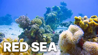 Red Sea | Underwater Landscapes