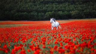 Красивая мелодия до слёз! Одна из самых красивых, волшебных весенних мелодий #143