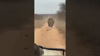 Terrifying Rhino Attack: Car Drives Backward in Desperate Escape!