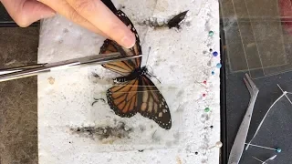 Zoo Volunteer Performs Delicate Butterfly Wing Transplant | Butterfly Rescue!