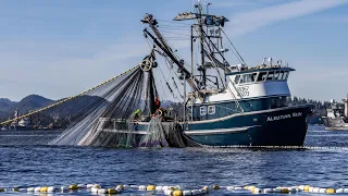 ALASKA Fishing!!! ‘24 Sitka Sound Sac Roe Herring Fishery Opener