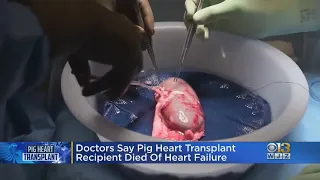 University of Maryland Medicine Release Findings On Death Of Pig Heart Transplant Recipient