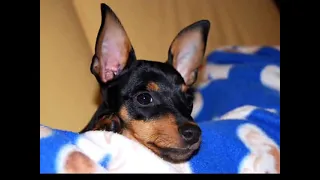 Audrey Pinscher nano - Tenerissima!!! 5 mesi