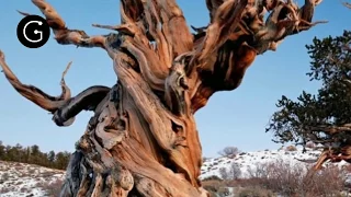 Los 10 árboles vivos más antiguos del planeta