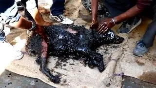 Rescuers Spend 3 Hours Cleaning Dog Found Trapped In A Barrel Of Hot Tar
