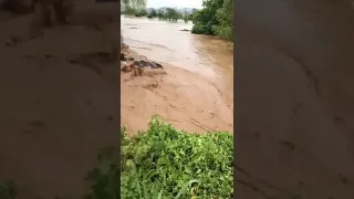 Cows swept away in flood