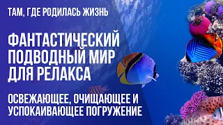 Очень красивая Релакс музыка. Успокаивает нервную систему + Красота подводного мира