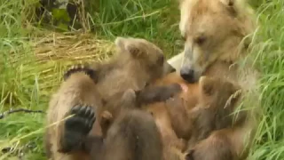 Bear cubs don't want to stop nursing