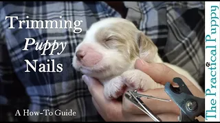 How to Clip Your Puppy's Nails