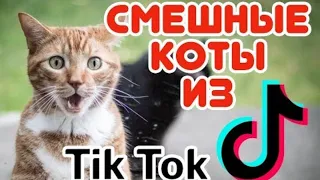 Тик Ток Кот Говорит Открой Дверь #shorts