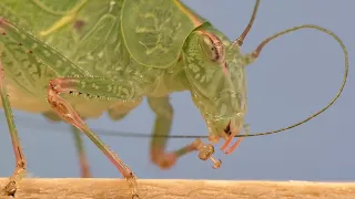 MACRO / Lumix FZ2000 / FZ2500 / FZH1 / Marumi +3 Achromat /  Eurycorypha spec / 4K