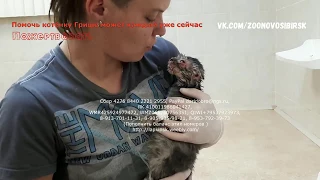 Спасение котёнка без кожи  найденного детьми на мусорке в Новосибирске | Kitten in trouble