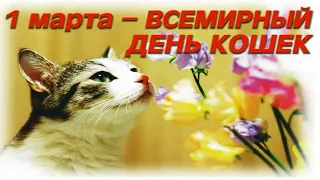 С Днём Кошек! 1марта Международный день кошек! Видео открытка на день кошек.