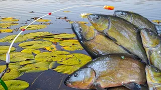 ЛИНЬ В ЛІЛІЯХ, Красива рибалка на линя в затоках на боковий кивок і ловля линя на поплавок