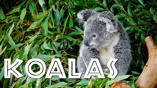 All About Koalas for Kids: Koalas for Children - FreeSchool