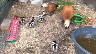 Ruddy Shelduck. Красная утка Огарь. Забота о птенцах