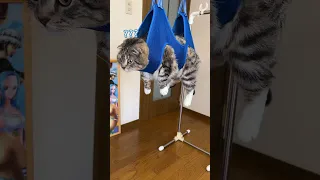 【検証】ハンモックを使うと猫の爪が簡単に切れるってほんと？ #猫 #猫のいる暮らし #猫用品