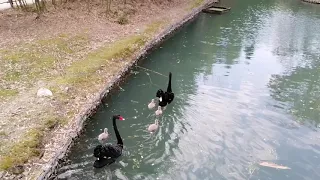 Чёрные лебеди с птенцами/Black swan with Chicks