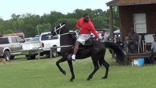 Big Black Tennessee Walking Horse at Northeast Texas Real Studs Trail Ride