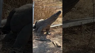 😱Komodo almost gets electrocuted by electric eel