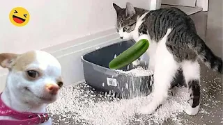 New Funny Animals 2023 🤣😅 Funniest Cats and Dogs 😻🐶 Part #39