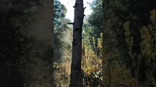 Steam releasing from pine tree in the cold winter morning !