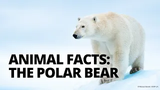 Four polar bear facts to know