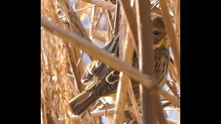 勅使池の野鳥ー控え目なアオジ / modest Black faced Bunting