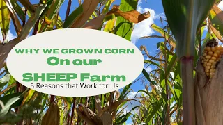 Why We Grow Corn on our SHEEP Farm.   5 Reasons why We Choose to Grow a Corn Crop.
