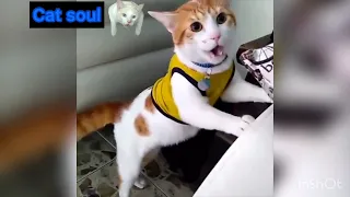 Cats Funny Videos Compilation Moments #5