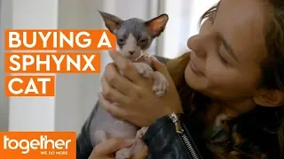 Buying a Sphynx Kitten | Ronnie's Animal Crackers