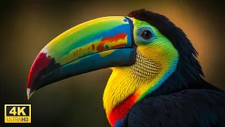 Relaxing Bird Sounds in 4K Video Ultra HD - Relaxing Music with Birds Video