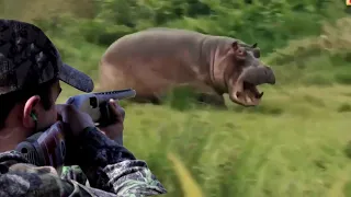 Zero distance between hippo, leopard, lion, buffalo, wild boar and hunter part 5