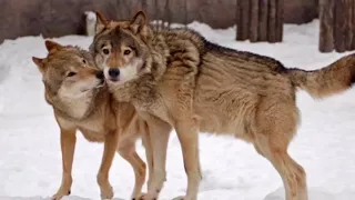 В лесу беременную женщину спасла стая диких волков