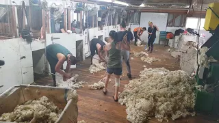 Shearing out Pukete Masterton NZ