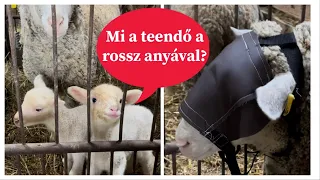 Segítség a rossz anyák mellé! Mentsük meg a bárányokat! – Lamb rescue