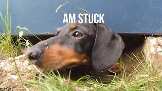 My Dog Stuck Under Deck - Mum Almost Finds Out!