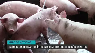 Giro de Notícias | Suínos: problemas logísticos reduzem ritmo de negócios no RS