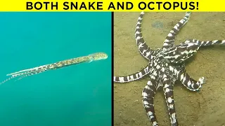 UNBELIEVABLE Things Animals Are Able To Do