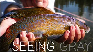 The Best Grayling Fishing In The Country - Seeing Gray - Fly Fishing Alaska