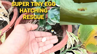 The Smallest Bird you have ever seen - Tiny egg rescue