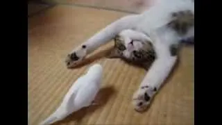 Попугай не даёт спать коту прикол!!!Parrot does not give the cat to sleep !!!!