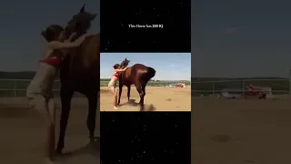 ये घोडा इतना Viral क्यों हो रहा है 🐎